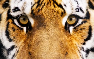 Картинка тигр, морда, полосы, 17, глаза