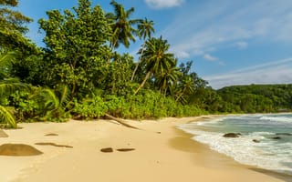 Картинка деревья, сейшельские острова, берег, пейзаж, отдых, море, пальмы