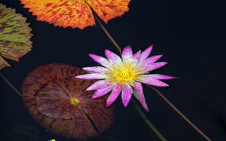 Картинка цветок, флора, водяная лилия, водная лилия
