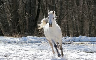 Обои лошадь, скачет, зима, конь, деревья, белая, снег