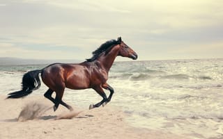 Картинка лошадь, море, скачет, вода, коричневый, конь, берег, волны