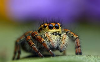 Обои глаза, насекомое, паук