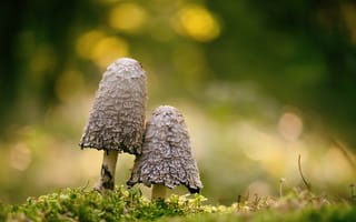 Обои природа, грибы