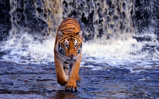 Картинка тигр, жищник, водопад, река