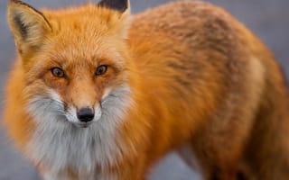 Картинка рыжая, животное, хищник, лиса, лисица