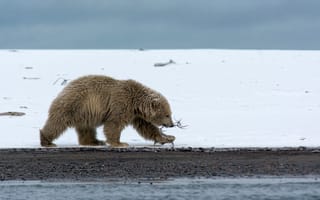 Картинка природа, медведь