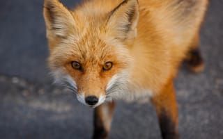 Картинка рыжая, хищник, животное, лиса, лисица