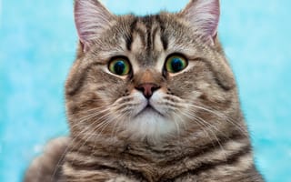 Картинка кошка, британская, british shorthairg, короткошерстная