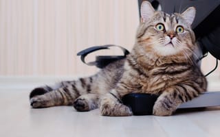 Картинка кошка, короткошерстная, британская, british shorthairg