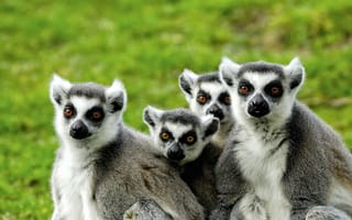 Картинка лемуры, мадагаскар, lemuri