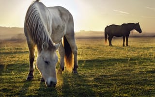Картинка трава, кони, пасутся, вечер, лошади, солнечно, закат, животные, поле