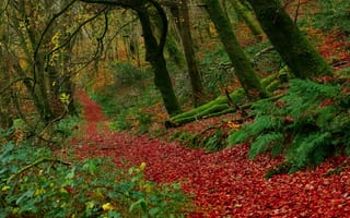 Картинка деревья, осень, англия, национальный парк эксмур, лес, buckethole woods, листья