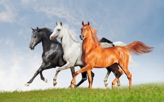 Картинка поле, лошади, рыжий, тройка, черный, красавцы, кони, три, белый