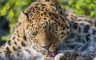Картинка кошка, ©tambako the jaguar, язык, умывание, амурский леопард, леопард
