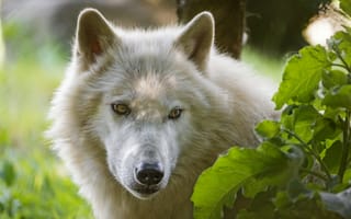 Картинка морда, волк, взгляд, белый, арктический волк, ©tambako the jaguar