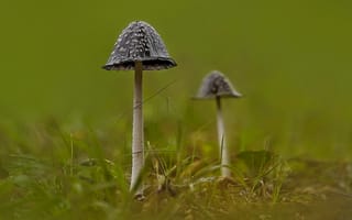 Обои природа, грибы