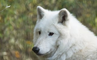 Картинка морда, белый волк, портрет, волк