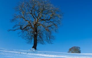 Картинка небо, зима, снег, пейзаж, дерево