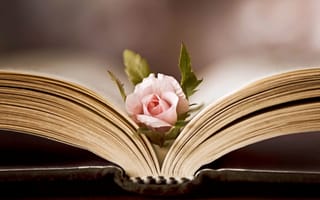 Картинка цветок, роза, книга