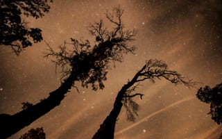 Картинка деревья, космос, звезды, пространство
