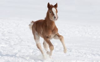 Обои лошадь, поле, коричневый, снег, жеребенок, зима