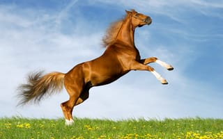 Картинка небо, конь, поле, лето, резвится, одуванчики, лошадь, коричневый