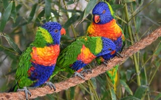 Картинка птицы, троица, попугаи, многоцветный лорикет, канат, трио, лорикеты