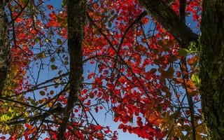 Обои небо, ствол, дерево, осень, багрянец, листья