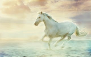 Картинка небо, обработка, дымка, лошадь, конь, белый, облака, скачет, туман