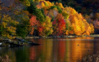 Картинка деревья, осень, пейзаж, утки, природа