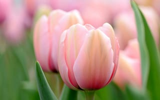 Картинка цветы, розовые, макро, весна, боке, тюльпаны