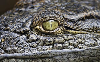 Обои глаз, крокодил, рептилия, аллигатор
