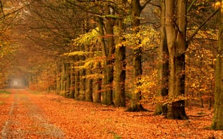 Картинка дорога, пейзаж, осень, деревья