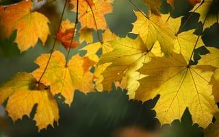 Картинка листья, клен, макро, осень
