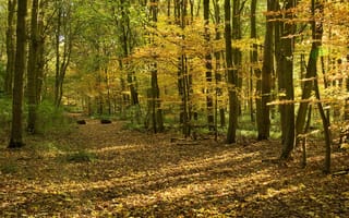 Картинка дорога, лес, осень, парк, природа, деревья