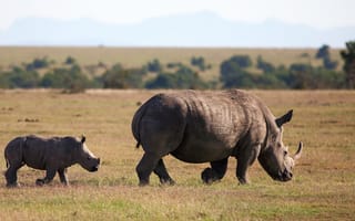 Картинка животное, follow me, white rhinoceros, носороги, square-lipped rhinoceros, белый носорог