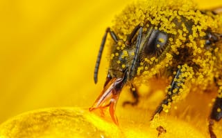 Картинка макро, насекомое, пчела, пыльца, пчелы, hymenoptera