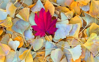 Картинка природа, листья, осень