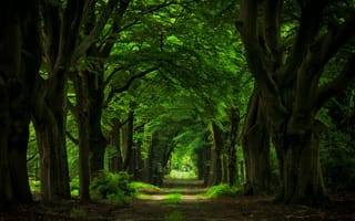 Обои дорога, арка, гиганты, деревья, аллея, лес, стволы, природа