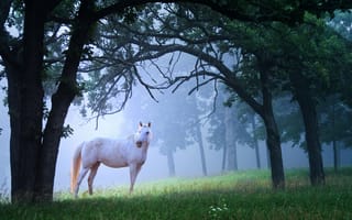 Картинка лошадь, туман, утро, красота, деревья, конь, белый, трава, лес, поляна