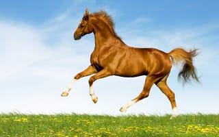 Картинка небо, одуванчики, поле, резвится, лошадь, лето, трава, конь, коричневый