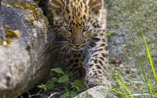 Картинка трава, детеныш, амурский, камни, ©tambako the jaguar, леопард, котенок, кошка