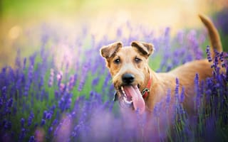 Картинка цветы, собака, пес, природа, поле, лаванда