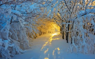 Картинка деревья, зима, тунель, солнце