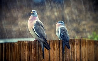 Картинка птицы, дождь, голуби