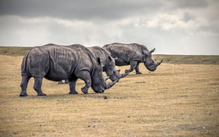 Обои животные, носороги