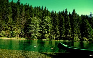 Картинка река, лес, утки, лодка, берег реки, природа