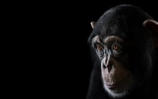 Картинка взгляд, chimpanzee, обезьяна, шимпанзе