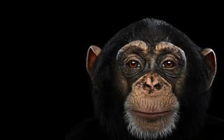 Картинка chimpanzee, шимпанзе, обезьяна, взгляд