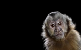 Обои взгляд, capuchin monkey, обезьяна